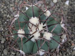 Echinocactus horizonthalonius pot 5,5 cm - 12408591