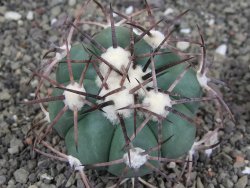 Echinocactus horizonthalonius pot 5,5 cm - 12408592