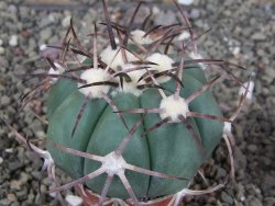 Echinocactus horizonthalonius pot 5,5 cm - 12408593