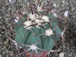 Echinocactus horizonthalonius pot 5,5 cm - 12408594