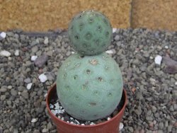 Tephrocactus geometricus pot 6,5 cm