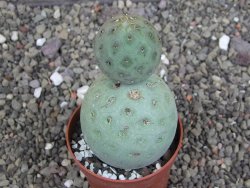 Tephrocactus geometricus pot 6,5 cm - 12408618