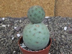 Tephrocactus geometricus pot 6,5 cm - 12408619