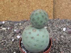 Tephrocactus geometricus pot 6,5 cm - 12408620