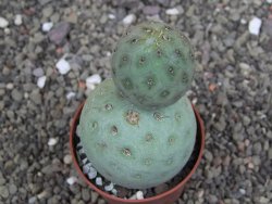 Tephrocactus geometricus pot 6,5 cm - 12408621