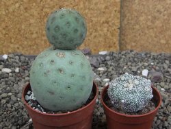 Tephrocactus geometricus pot 6,5 cm - 12408622