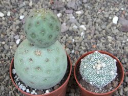 Tephrocactus geometricus pot 6,5 cm - 12408623