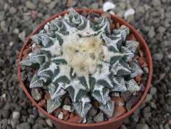 Ariocarpus kotschoubeyanus elephantidens Vista Hermosa pot 6,5 cm