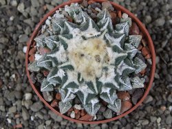 Ariocarpus kotschoubeyanus elephantidens Vista Hermosa pot 6,5 cm - 12408632
