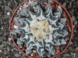 Ariocarpus kotschoubeyanus elephantidens Vista Hermosa pot 6,5 cm - 12408633