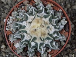 Ariocarpus kotschoubeyanus elephantidens Vista Hermosa pot 6,5 cm - 12408634