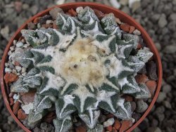 Ariocarpus kotschoubeyanus elephantidens Vista Hermosa pot 6,5 cm - 12408635