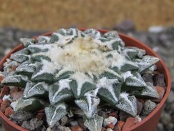 Ariocarpus kotschoubeyanus elephantidens Vista Hermosa pot 6,5 cm - 12408636