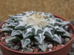 Ariocarpus kotschoubeyanus elephantidens Vista Hermosa pot 6,5 cm - 12408637