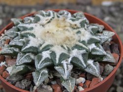 Ariocarpus kotschoubeyanus elephantidens Vista Hermosa pot 6,5 cm - 12408638