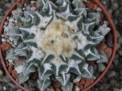 Ariocarpus kotschoubeyanus elephantidens Vista Hermosa pot 6,5 cm - 12408639