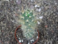 Tephrocactus flocosus, květináč 5,5 cm - 12408678