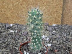 Tephrocactus flocosus, květináč 5,5 cm - 12408679