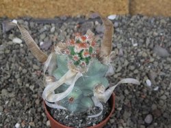 Tephrocactus articulatus papyracanthus XL ball pot 6,5 cm - 12408683