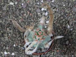 Tephrocactus articulatus papyracanthus XL ball pot 6,5 cm - 12408684