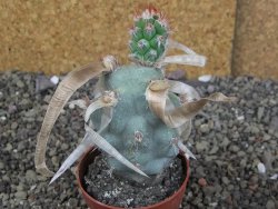 Tephrocactus articulatus papyracanthus XL ball pot 6,5 cm