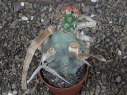 Tephrocactus articulatus papyracanthus XL ball pot 6,5 cm - 12408686