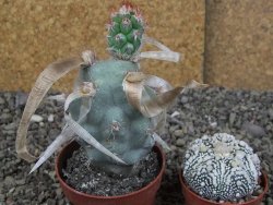 Tephrocactus articulatus papyracanthus XL ball pot 6,5 cm - 12408687