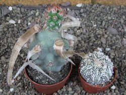 Tephrocactus articulatus papyracanthus XL ball pot 6,5 cm - 12408688