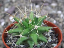 Ferobergia semenáč, pot 5,5 cm - 12408689