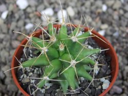 Ferobergia semenáč, pot 5,5 cm