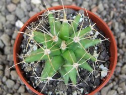 Ferobergia semenáč, pot 5,5 cm - 12408691