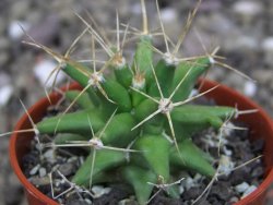 Ferobergia semenáč, pot 5,5 cm - 12408693