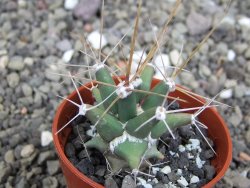 Ferobergia semenáč, pot 5,5 cm