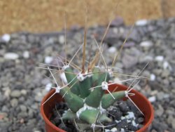 Ferobergia semenáč, pot 5,5 cm - 12408696