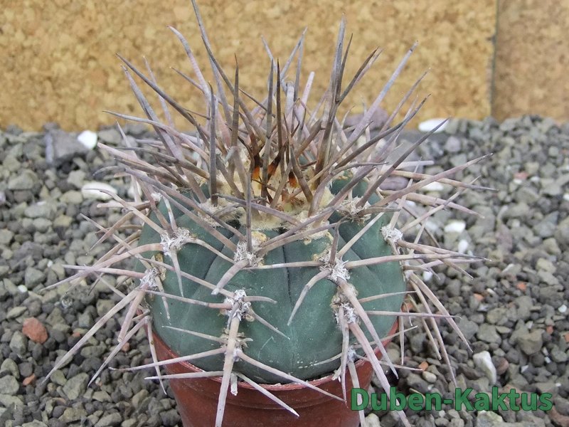 Gymnocalycium armatum, pot 7 cm