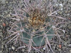 Gymnocalycium armatum, pot 7 cm - 12408698