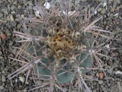 Gymnocalycium armatum, pot 7 cm - 12408699