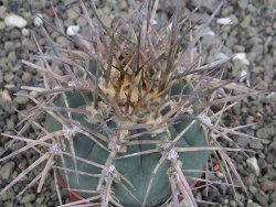 Gymnocalycium armatum, pot 7 cm - 12408700