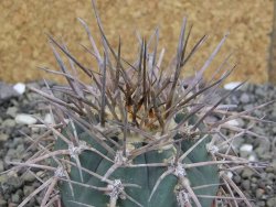 Gymnocalycium armatum, pot 7 cm - 12408701