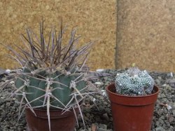 Gymnocalycium armatum, pot 7 cm - 12408704