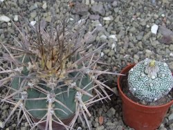 Gymnocalycium armatum, pot 7 cm - 12408707