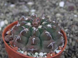 Gymnocalycium vatteri unguispinum, pot 5,5 cm