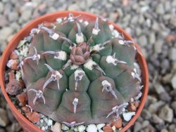 Gymnocalycium vatteri unguispinum, pot 5,5 cm - 12408710