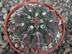 Gymnocalycium vatteri unguispinum, pot 5,5 cm - 12408711
