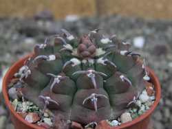 Gymnocalycium vatteri unguispinum, pot 5,5 cm - 12408712