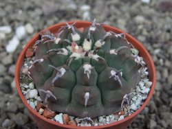 Gymnocalycium vatteri unguispinum, pot 5,5 cm - 12408713