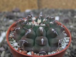 Gymnocalycium vatteri unguispinum, pot 5,5 cm - 12408714
