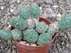 Puna mandragora, květináč 7 cm - 12408718