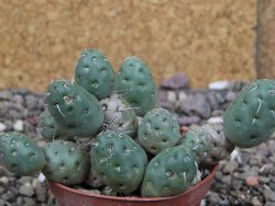 Puna mandragora, květináč 7 cm