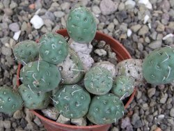 Puna mandragora, květináč 7 cm - 12408720